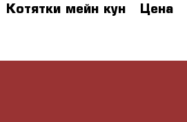 Котятки мейн кун › Цена ­ 8 000 - Новосибирская обл., Новосибирск г. Животные и растения » Кошки   . Новосибирская обл.